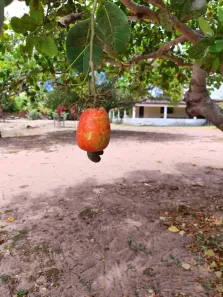 Fazenda/Sítio com 3 Quartos à venda, 580000m² no , Ceará-Mirim