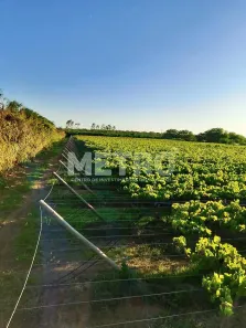 Fazenda/Sítio à venda, 200000m² no , Casa Nova
