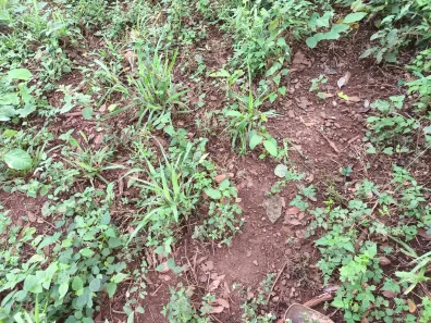 Fazenda/Sítio com 2 Quartos à venda, 5m² no , Goiás