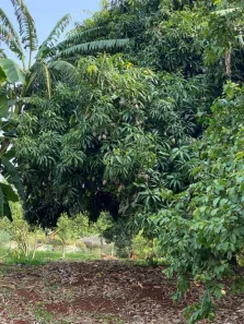 Fazenda/Sítio com 4 Quartos à venda, 30m² no Jardim Marajoara (Iguatemi), Maringá
