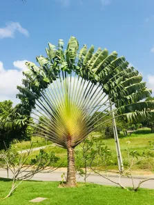 Lote/Terreno à venda, 360m² no VALE DO PIUM, Nísia Floresta