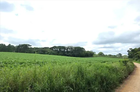 Lote/Terreno à venda, 25814m² no Colônia Murici, São José dos Pinhais