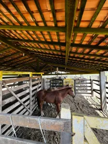 Fazenda/Sítio com 4 Quartos à venda, 1000m² no , Igarapé do Meio