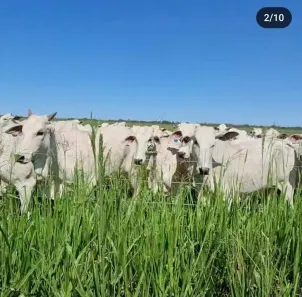 Fazenda/Sítio com 3 Quartos à venda, 736m² no , Peixe