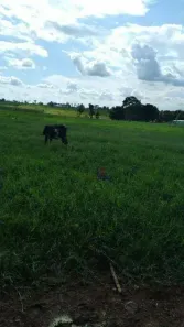 Fazenda/Sítio com 1 Quarto à venda, 653400m² no Sumaúma, Urupá