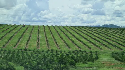 Fazenda/Sítio com 1 Quarto à venda, 1m² no Área Rural de Araraquara, Araraquara