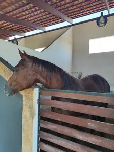 Fazenda/Sítio com 4 Quartos à venda, 260000m² no , Monte Alegre