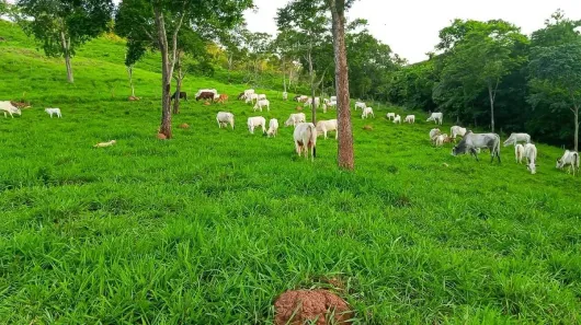 Fazenda/Sítio com 2 Quartos à venda, 110m² no , Jaú do Tocantins