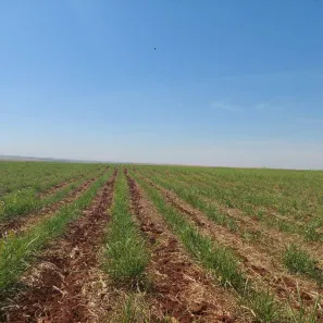 Fazenda/Sítio com 3 Quartos à venda, 6243600m² no Área Rural de Cianorte, Cianorte