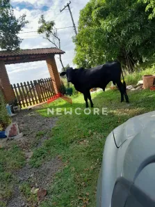 Fazenda/Sítio com 2 Quartos à venda, 171m² no , Porangaba