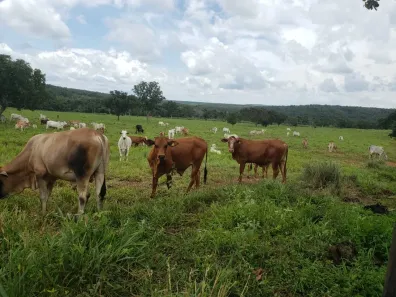 Fazenda/Sítio à venda, 1936000m² no , Tocantínia