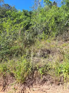 Fazenda/Sítio com 1 Quarto à venda, 33000m² no Morungava, Gravataí