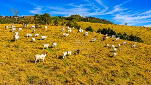Fazenda/Sítio com 3 Quartos à venda, 2134811m² no Itambezinho, Campo Largo