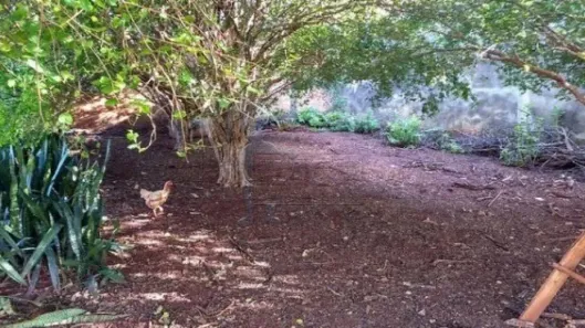Lote/Terreno à venda, 385m² no Jardim Anhangüera, Ribeirão Preto