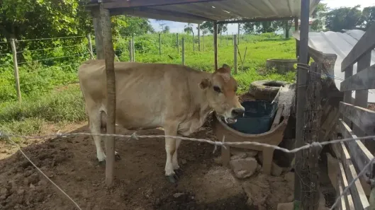 Fazenda/Sítio com 4 Quartos à venda, 500m² no , Bela Vista de Goiás