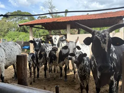 Fazenda/Sítio com 3 Quartos à venda, 118000m² no Centro, Santa Bárbara D'Oeste