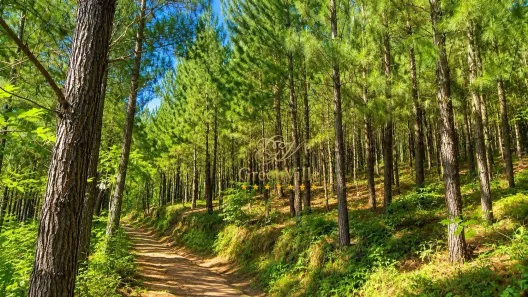 Fazenda/Sítio com 3 Quartos à venda, 5081330m² no Centro, Campo Largo
