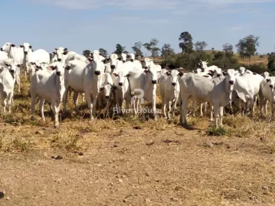 Fazenda/Sítio com 3 Quartos à venda, 340m² no Rio Manso, Chapada dos Guimarães