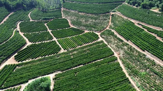 Fazenda/Sítio à venda, 1936000m² no Centro, São Gabriel da Palha