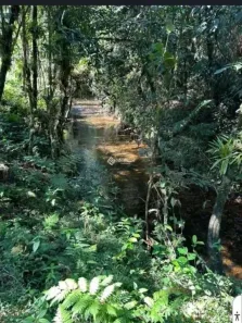 Lote/Terreno à venda, 30000m² no Centro, Bananal