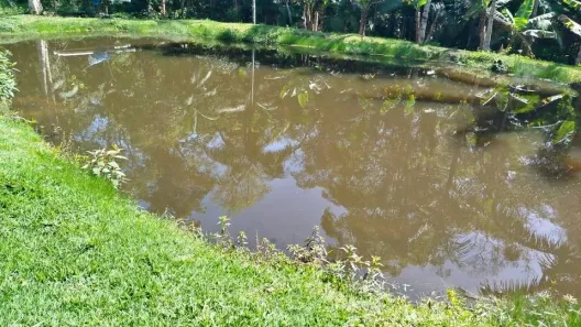 Fazenda/Sítio com 2 Quartos à venda, 12000m² no Sítio dos Adventistas, Juquitiba