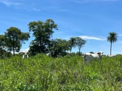 Fazenda/Sítio à venda, 280m² no , Chapada dos Guimarães