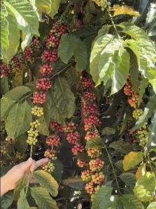 Fazenda/Sítio com 20 Quartos à venda, 1300m² no Novo Cruzeiro, Novo Cruzeiro