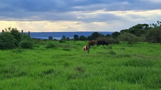 Fazenda/Sítio com 3 Quartos à venda, 105000m² no Brazlândia, Brasília