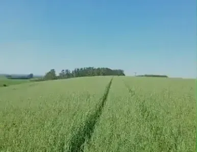 Fazenda/Sítio à venda, 3146000m² no Centro, Curiúva