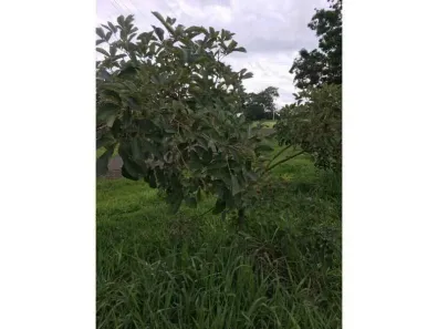 Lote/Terreno à venda, 3m² no , Arealva