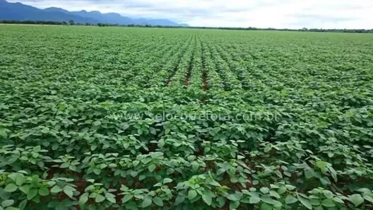 Fazenda/Sítio à venda no , Nobres