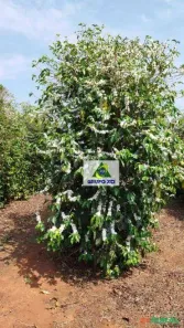 Fazenda/Sítio à venda, 399600m² no , Patrocínio do Muriaé