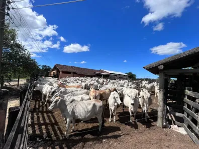 Fazenda/Sítio à venda, 2516000m² no Centro (São Vicente), Araruama