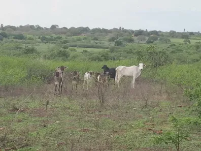 Fazenda/Sítio com 3 Quartos à venda, 270000m² no , Macaíba