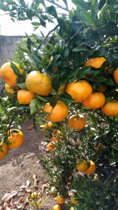 Fazenda/Sítio com 3 Quartos à venda, 150m² no , Planalto