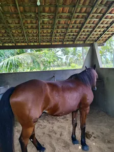 Fazenda/Sítio com 4 Quartos à venda, 120000m² no BR101 CENTRO, São José de Mipibu