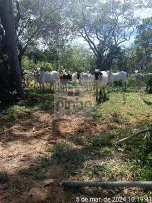 Fazenda/Sítio à venda, 28970000m² no Centro, Gilbués