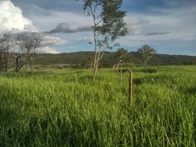 Fazenda/Sítio com 2 Quartos à venda, 121000m² no Natinópolis, Goianésia