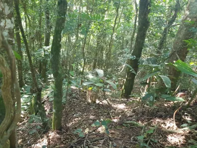 Lote/Terreno à venda, 1850m² no Luiz Fagundes, Mairiporã