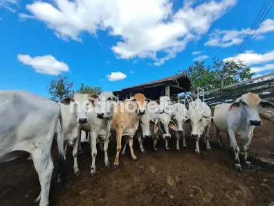 Fazenda/Sítio com 2 Quartos à venda, 141440m² no São Vicente de Paula, Araruama