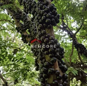 Fazenda/Sítio com 3 Quartos à venda, 140m² no Parque Sinai, Santana de Parnaíba