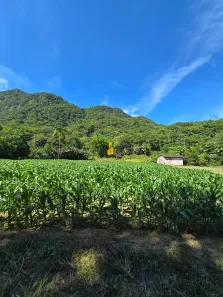 Fazenda/Sítio à venda, 47770m² no Cedro Alto, Rio dos Cedros