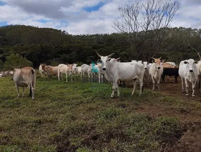 com 8 Quartos à venda, 131m² no Centro, Guaratinguetá