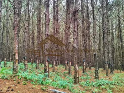Fazenda/Sítio à venda, 1m² no Área Rural de Itapetininga, Itapetininga