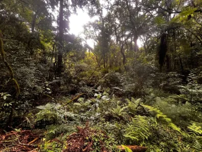 Lote/Terreno à venda, 20148m² no Jurema, São José dos Pinhais
