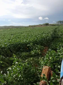 Fazenda/Sítio com 4 Quartos à venda, 32000m² no São Gabriel de Goiás, Planaltina