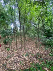 Lote/Terreno à venda, 4474m² no Pechincha, Rio de Janeiro
