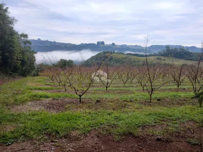 Fazenda/Sítio com 1 Quarto à venda, 12000m² no , Nova Pádua
