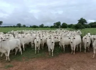 Fazenda/Sítio à venda, 999999999m² no Centro, Jaíba