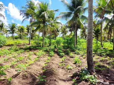 Fazenda/Sítio à venda, 150m² no Jabacó, Igarassu